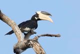 Malabar Pied Hornbill - Malabarneushoornvogel - Calao de Malabar (m)