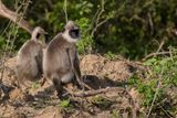 Tufted grey langur
