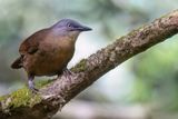 Ashy-headed Laughingthrush - Grijskoplijstergaai - Garrulaxe  tte cendre