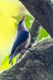 Velvet-fronted Nuthatch - Pluchekapboomklever - Sittelle veloute