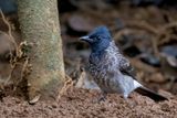 Red-vented Bulbul - Roodbuikbuulbuul - Bulbul  ventre rouge