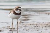 Semipalmated Plover - Amerikaanse Bontbekplevier - Pluvier semipalm