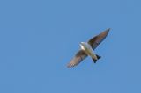 Violet-green Swallow - Groene Zwaluw - Hirondelle  face blanche