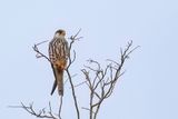 Amur Falcon - Amoerroodpootvalk - Faucon de lAmour