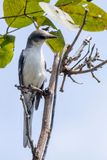 Ashy Minivet - Grijze Menievogel - Minivet cendr (f)
