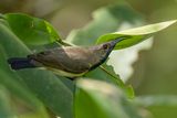 Ornate Sunbird - Souimanga orn (m)
