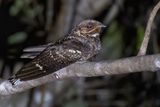 Andaman Nightjar - Andamanennachtzwaluw - Engoulevent des Andaman