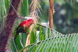 Chattering Lory - Molukse Lori - Chattering Lory