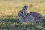Eastern cottontail