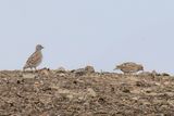 Least Seedsnipe - Patagonische Kwartelsnip - Thinocore de Patagonie