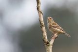 Collared Warbling Finch - Gekraagde Boomgors - Chipiu  col noir (f).