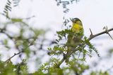 Green-backed Becard - Groenrugbekarde - Bcarde verte