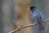 Malagasy Bulbul - Zwarte Buulbuul - Bulbul de Madagascar