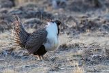 Sage Grouse - Waaierhoen - Ttras des armoises (m)