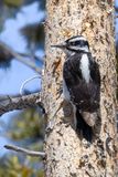 Hairy Woodpecker - Haarspecht - Pic chevelu (f)