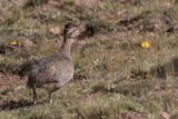 Ornate Tinamou