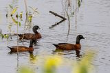 Hartlaubs Duck
