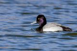 Lesser Scaup (m)