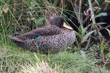 Yellow-billed Duck