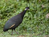 Southern Crested Guineafowl