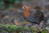 Chestnut Wood Quail (f)