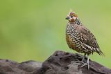 Crested Bobwhite