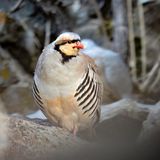 Chukar Partridge