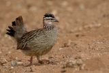 Crested Francolin