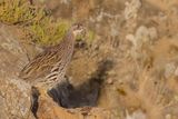 Erckels Francolin