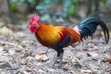 Red Junglefowl (m)