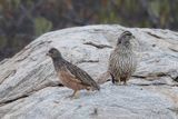 Hartlaubs Spurfowl (m+f)