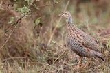 Shelleys Francolin