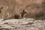 Hopi Chipmunk