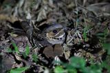Jerdons Nightjar