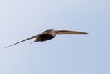 African  Black Swift