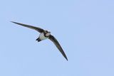 Alpine Swift