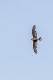 Madagascar Spinetail