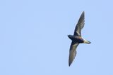 Purple Needletail