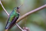 Amethyst-throated Sunangel (f)