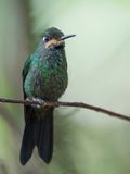 Green-crowned Brilliant (m)