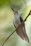Grey-breasted Sabrewing