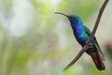 Lazuline Sabrewing (m)