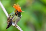 Rufous-crested Coquette (m).