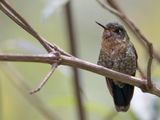 Tyrian Metaltail (f)