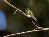 White-booted Racket-tail (m)