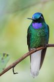 White-tailed Starfrontlet