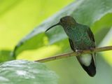 White-vented Plumeleteer (m)
