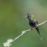Wire-crested Thorntail (m)