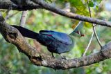 Livingstones Turaco - Livingstones Toerako - Touraco de Livingstone