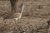 Arabian Bustard